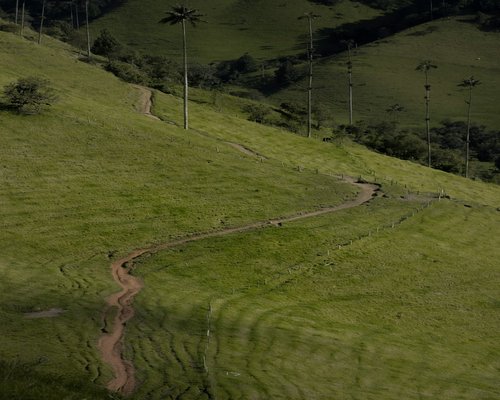 A person walking comfortably in a lush green park in Colombia